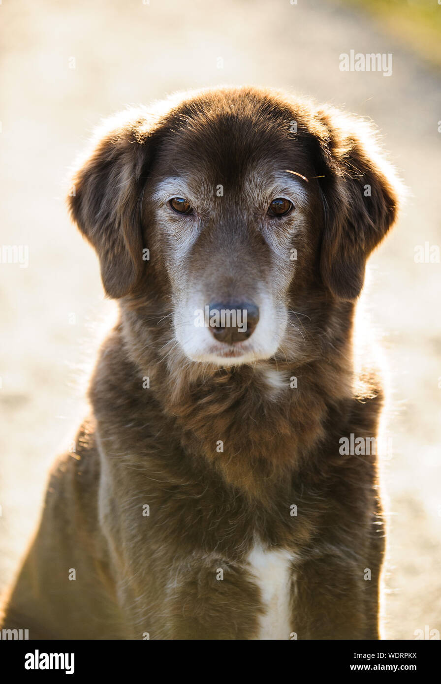 Close-up Portrait Of Mixed-breed Dog Stock Photo