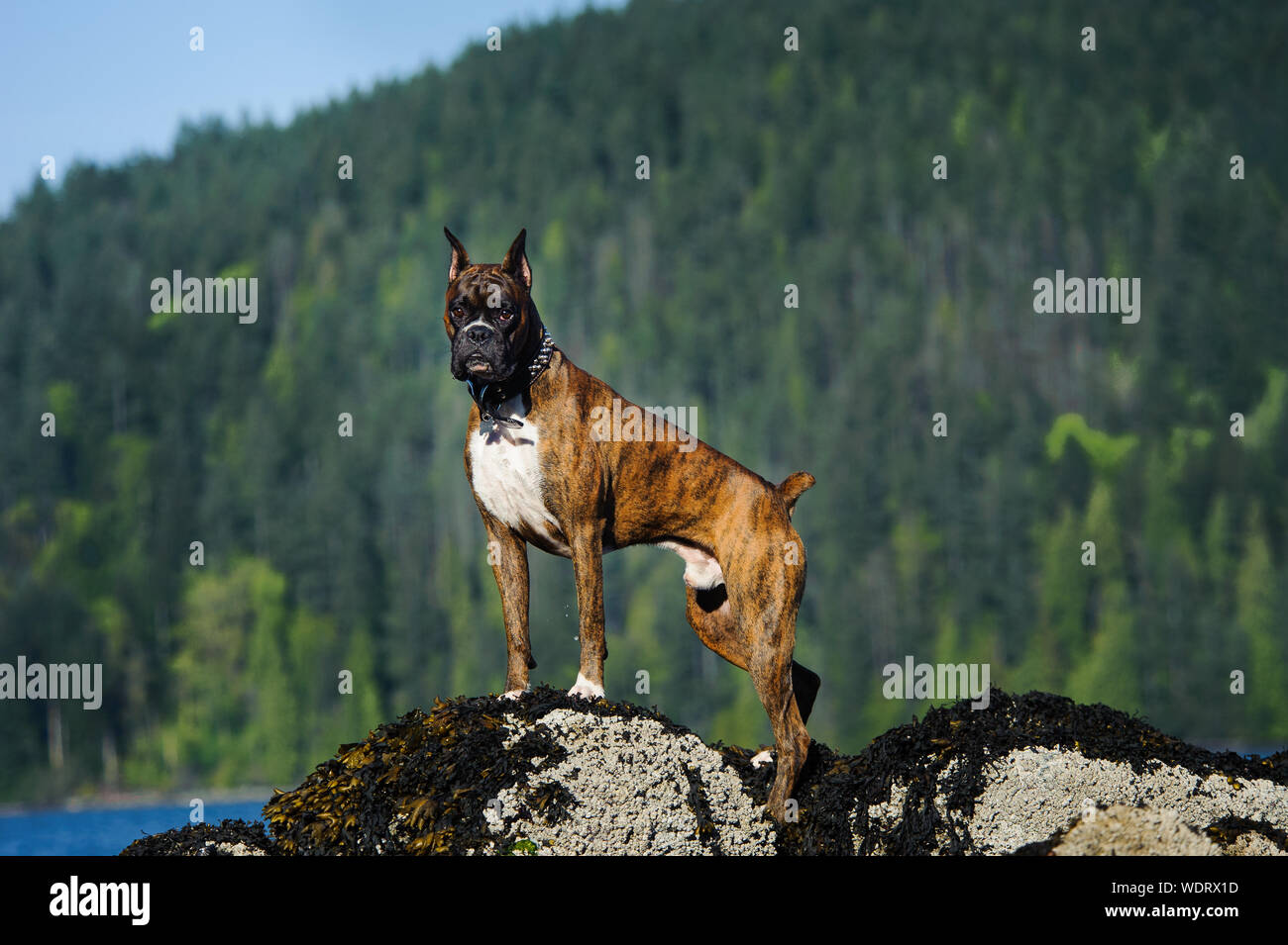 Portrait Of Dog Standing On Rock Against Trees Stock Photo