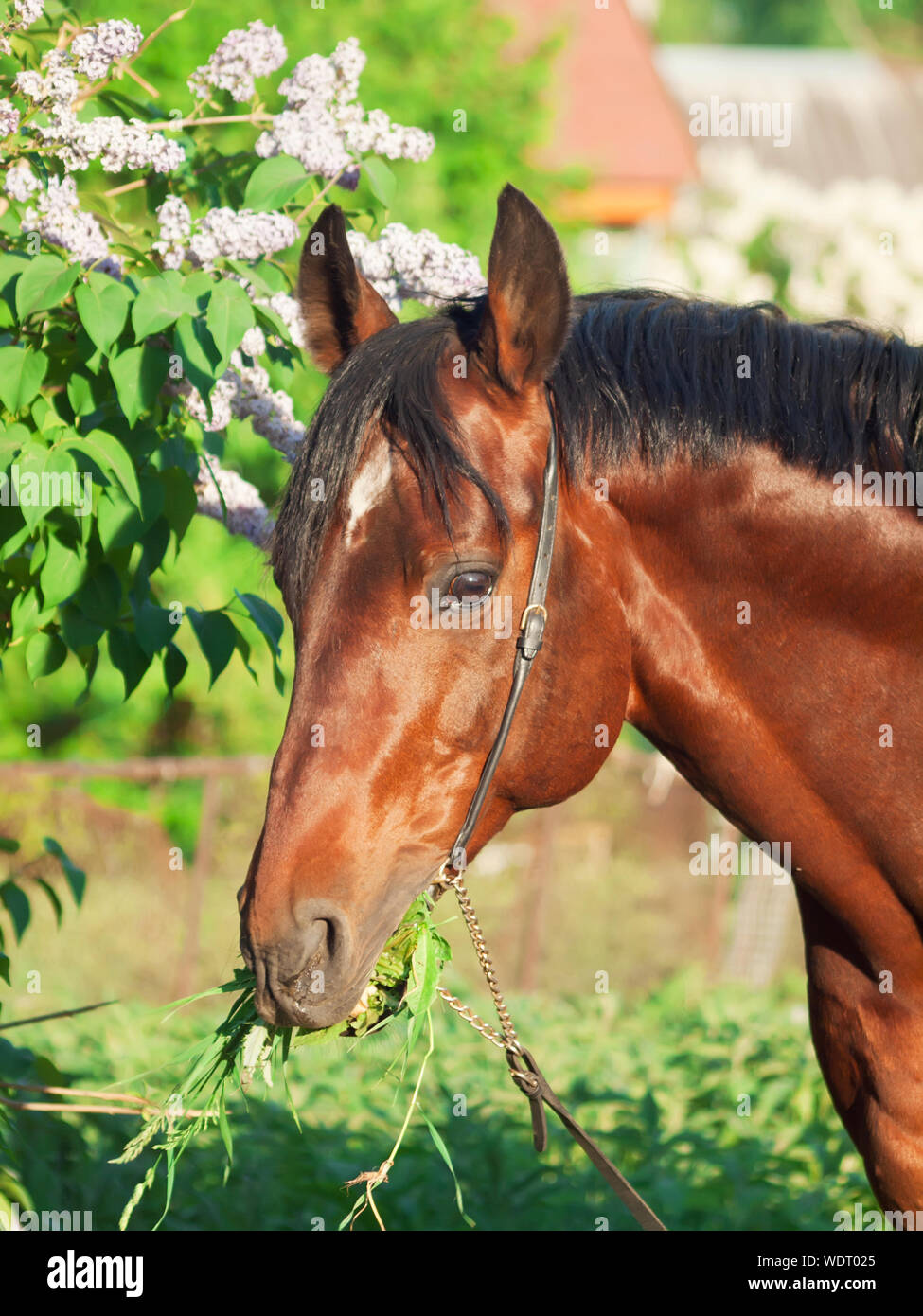 Animals eating plants hires stock photography and images Alamy