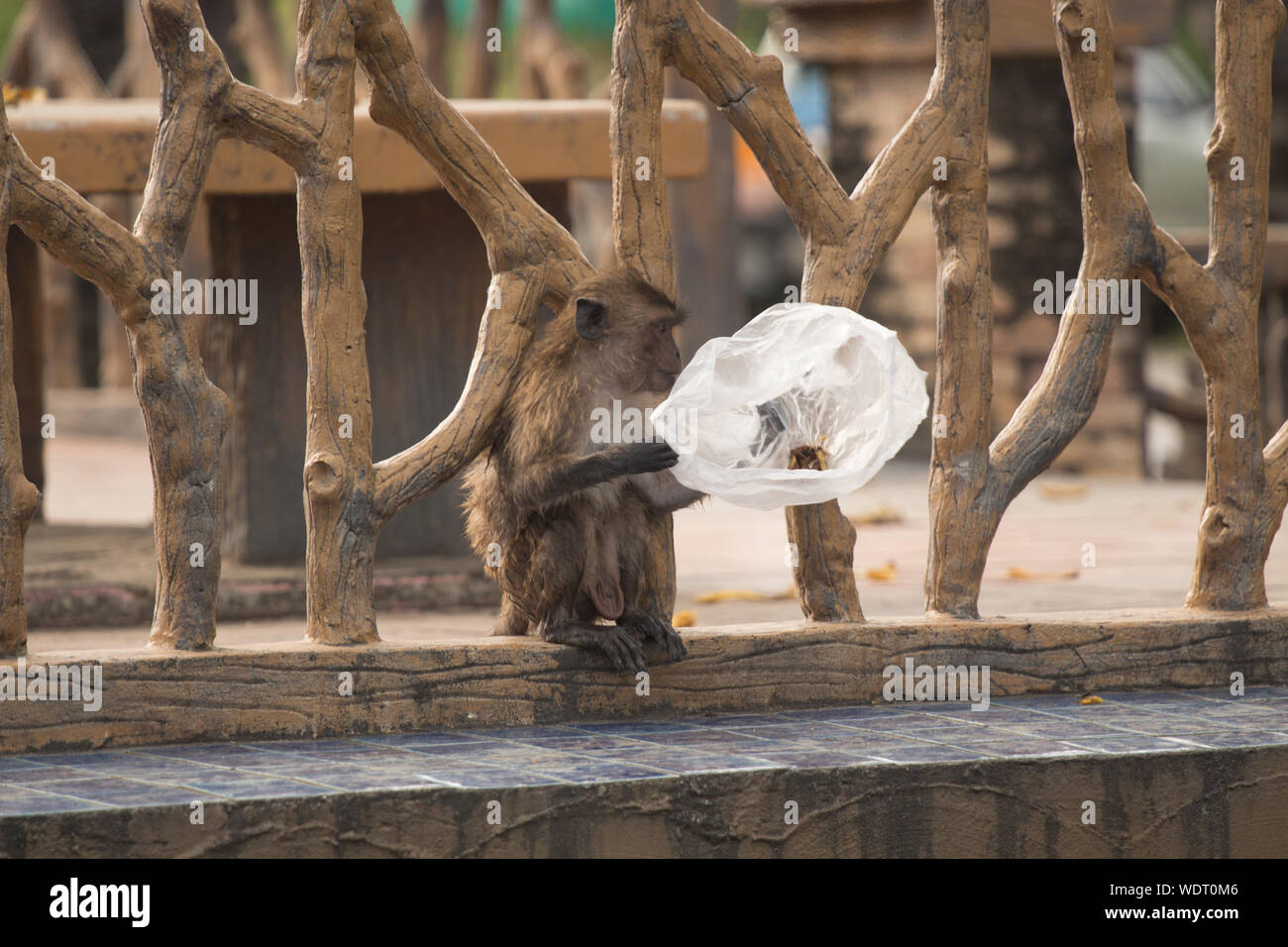 Holding plastic bag hi-res stock photography and images - Alamy