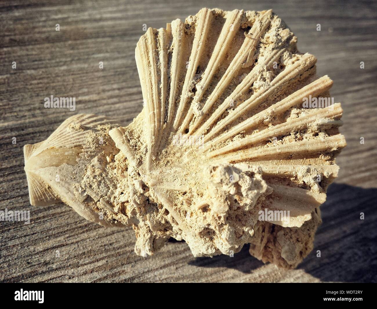 Seashell fossil hires stock photography and images Alamy