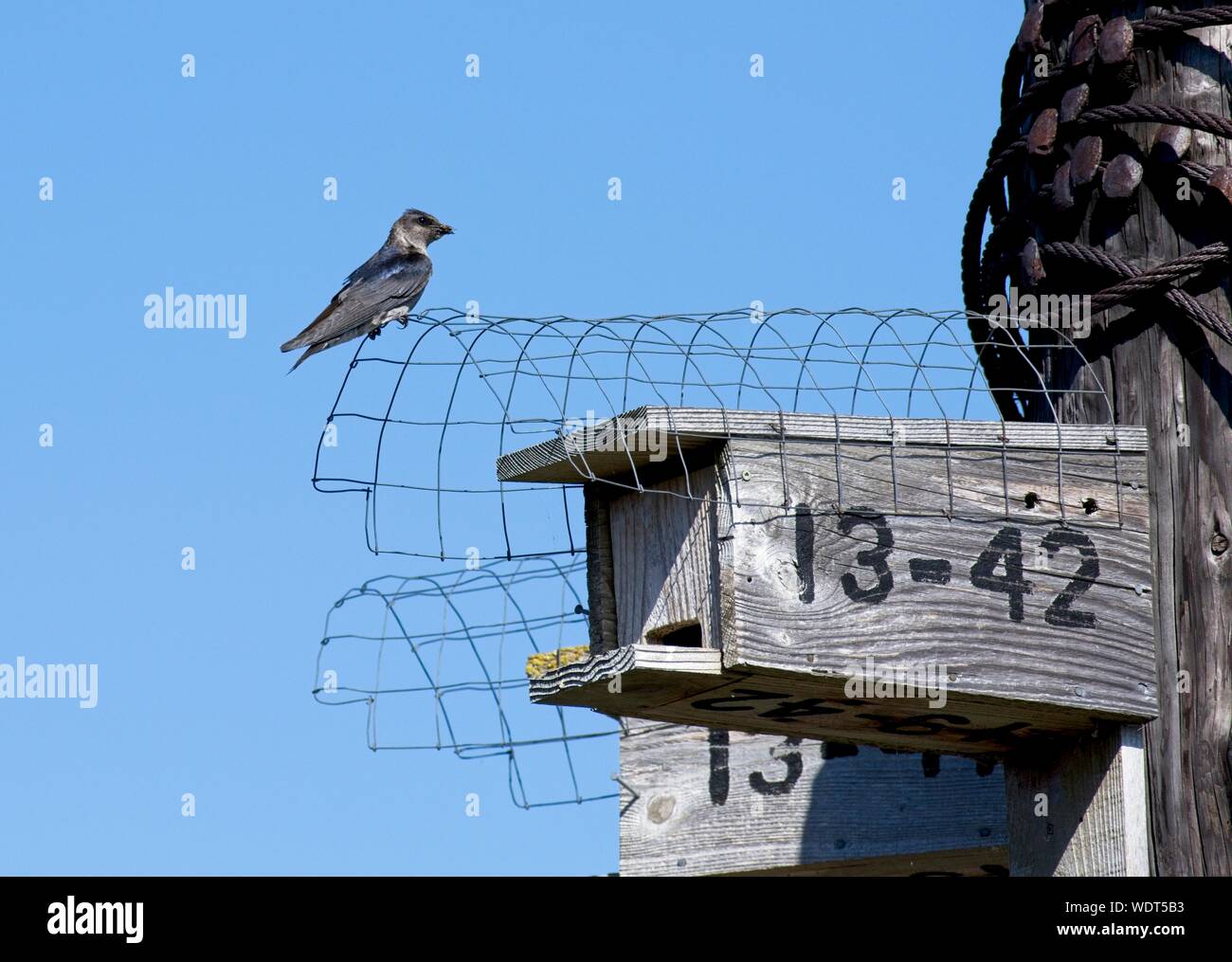 Purple martin birdhouse hi-res stock photography and images - Alamy