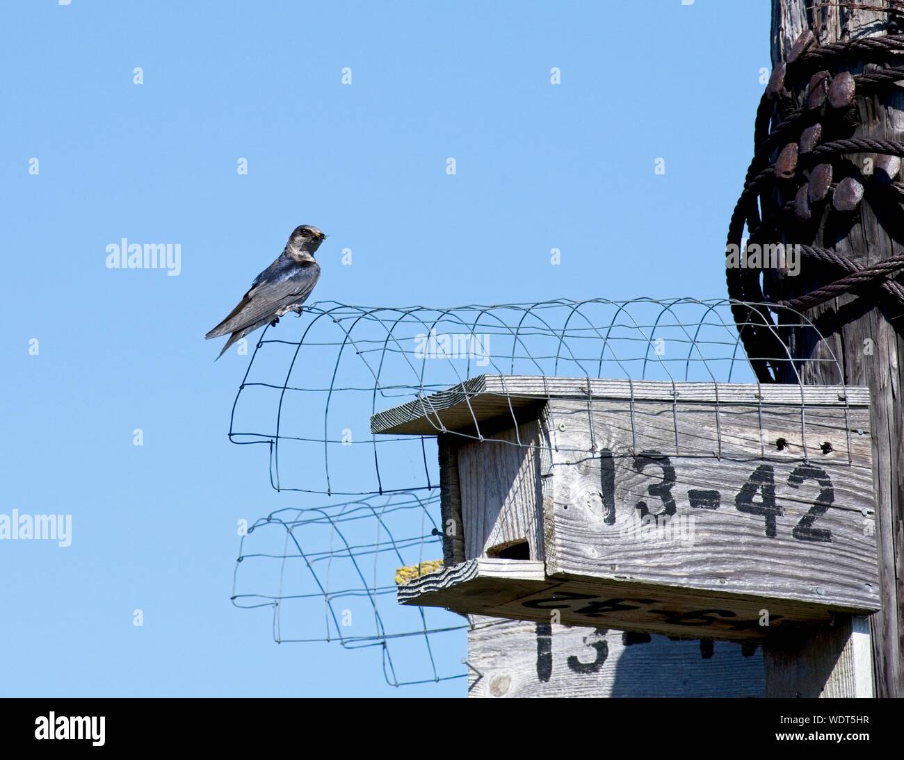 Purple martin birdhouse hi-res stock photography and images - Alamy