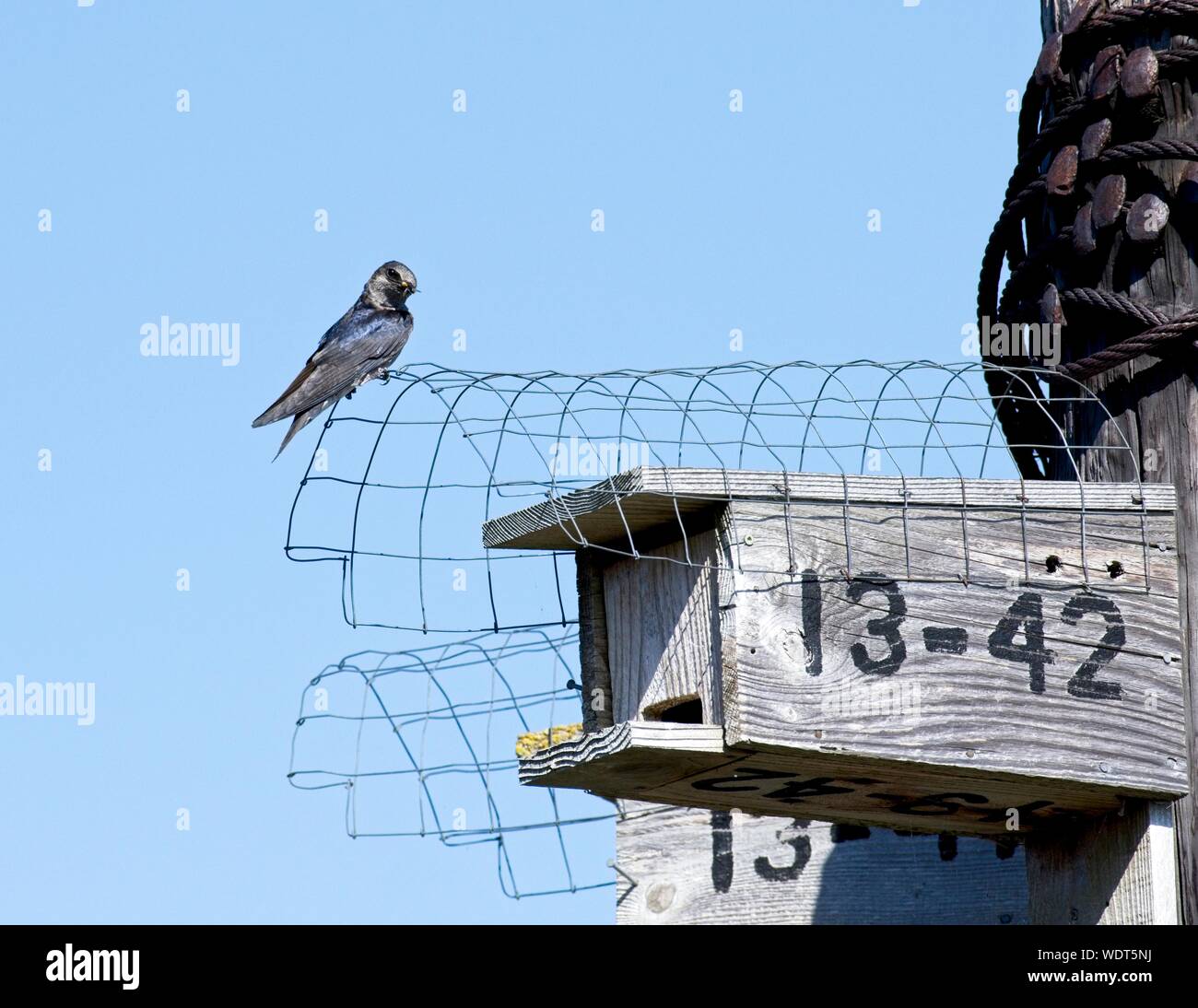 A purple martin assisted by the BC Purple Martin Stewardship and Recovery Program pauses with a captured insect before feeding its young. Stock Photo