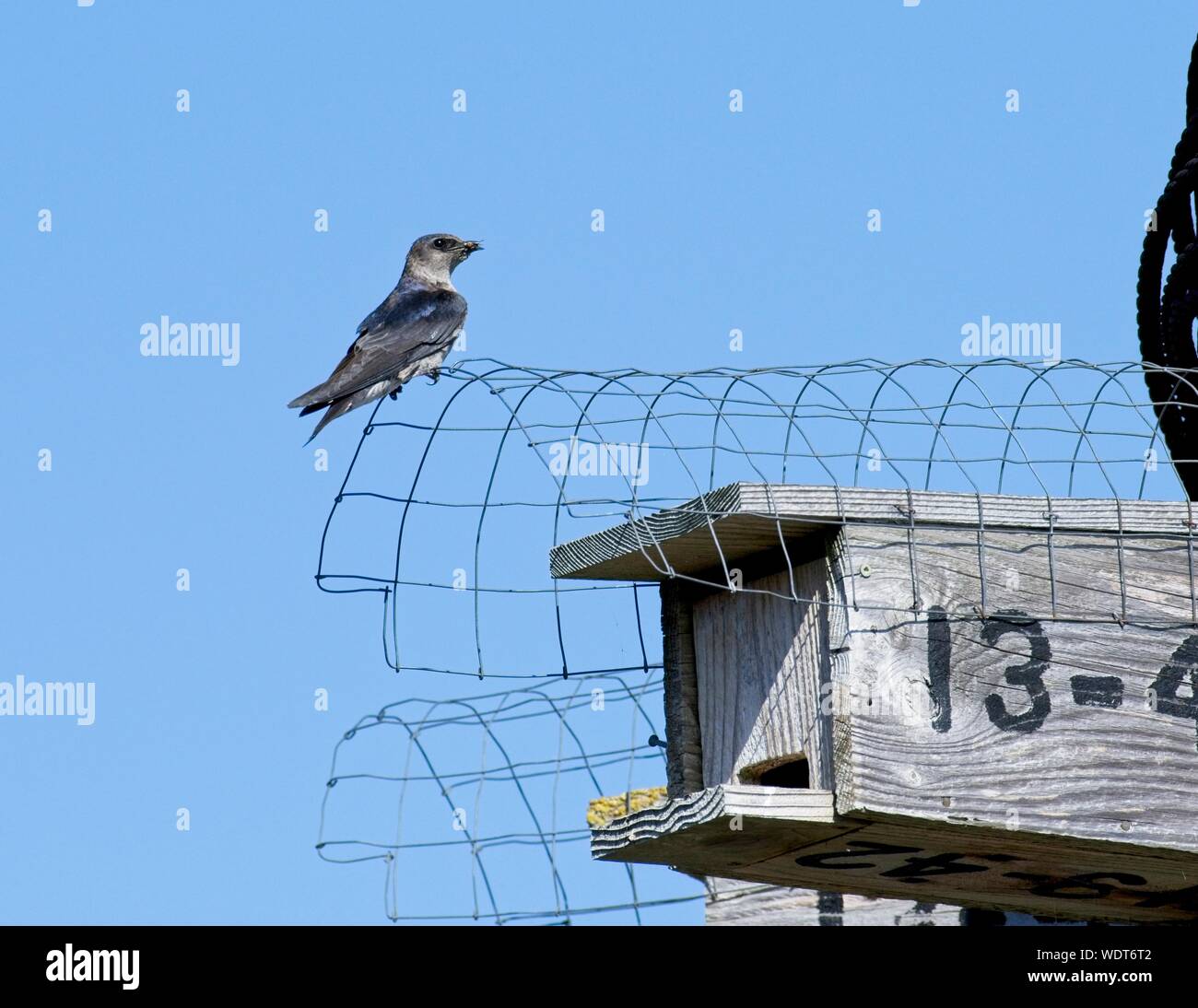 A purple martin assisted by the BC Purple Martin Stewardship and Recovery Program pauses with a captured insect before feeding its young. Stock Photo