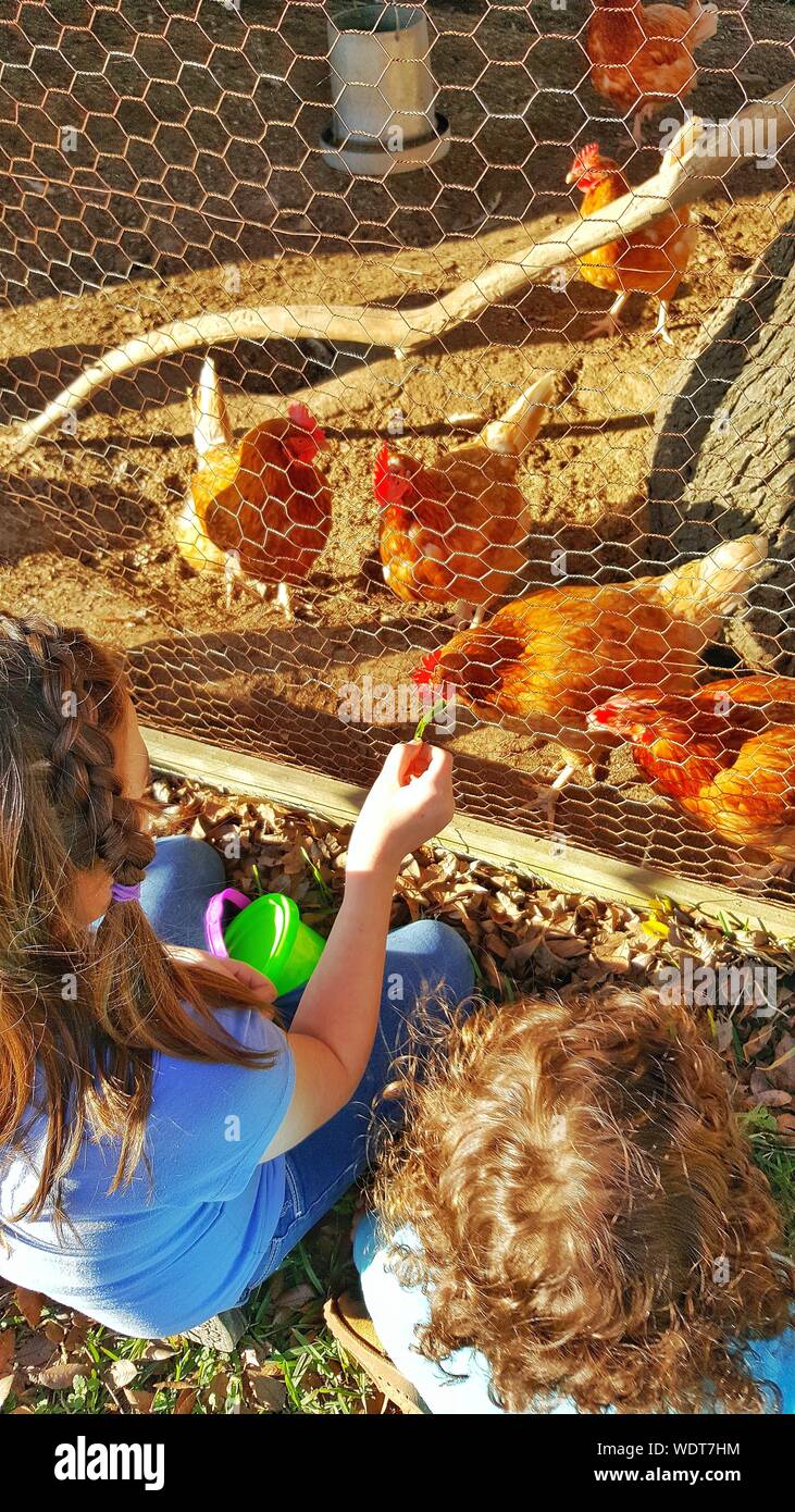 High Angle View Of Girl Feeding Leaf To Hen In Cage At Farm Stock Photo