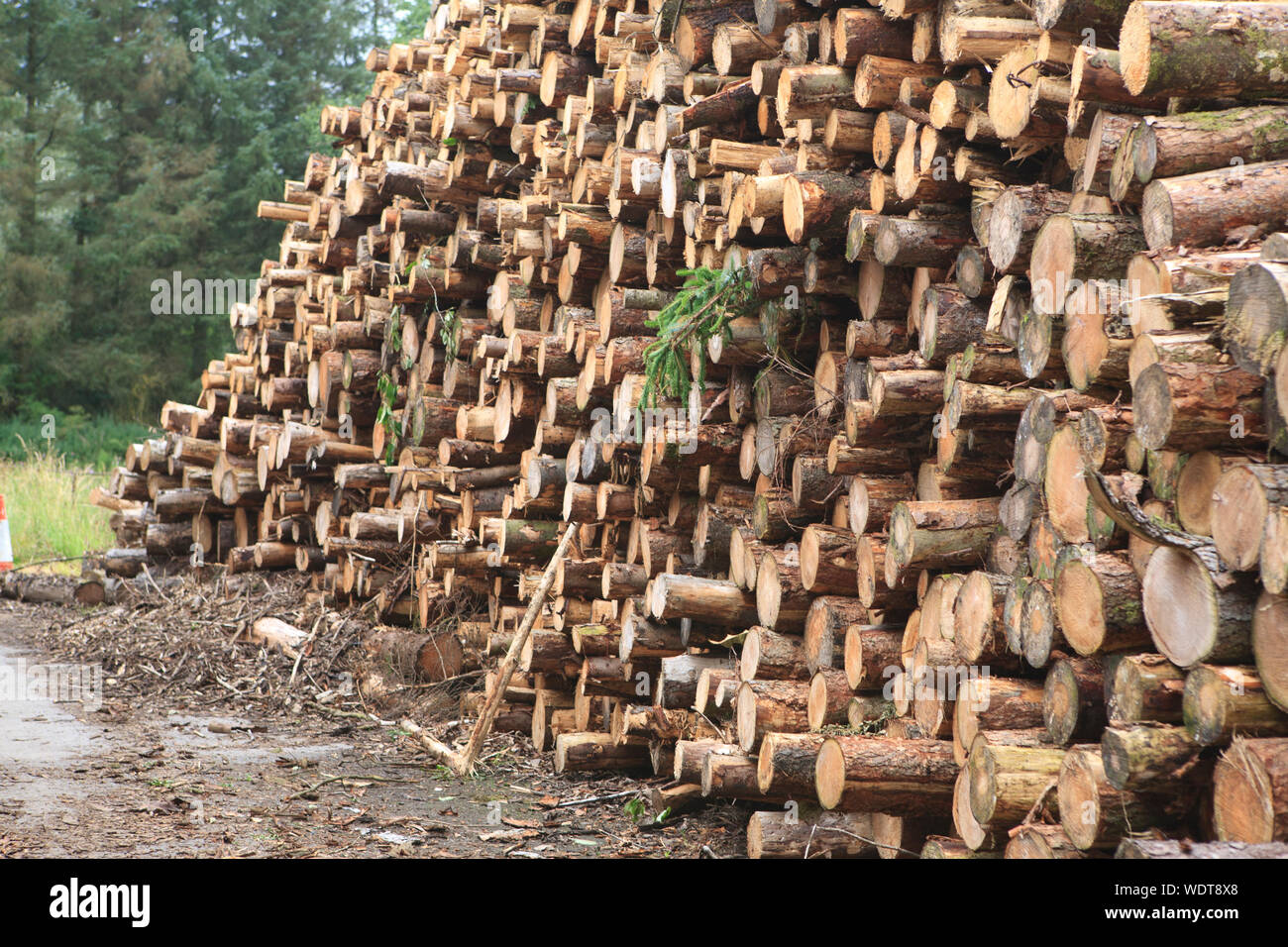 cut tree branches stacked up into a pile of logs Stock Photo Alamy