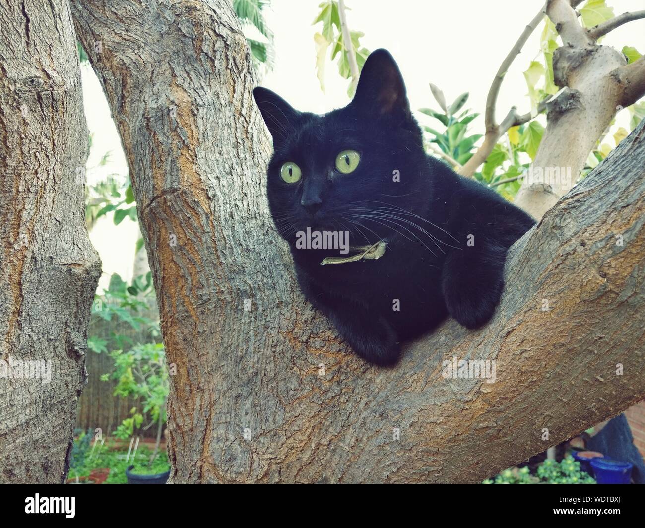 Black cat tree hires stock photography and images Alamy