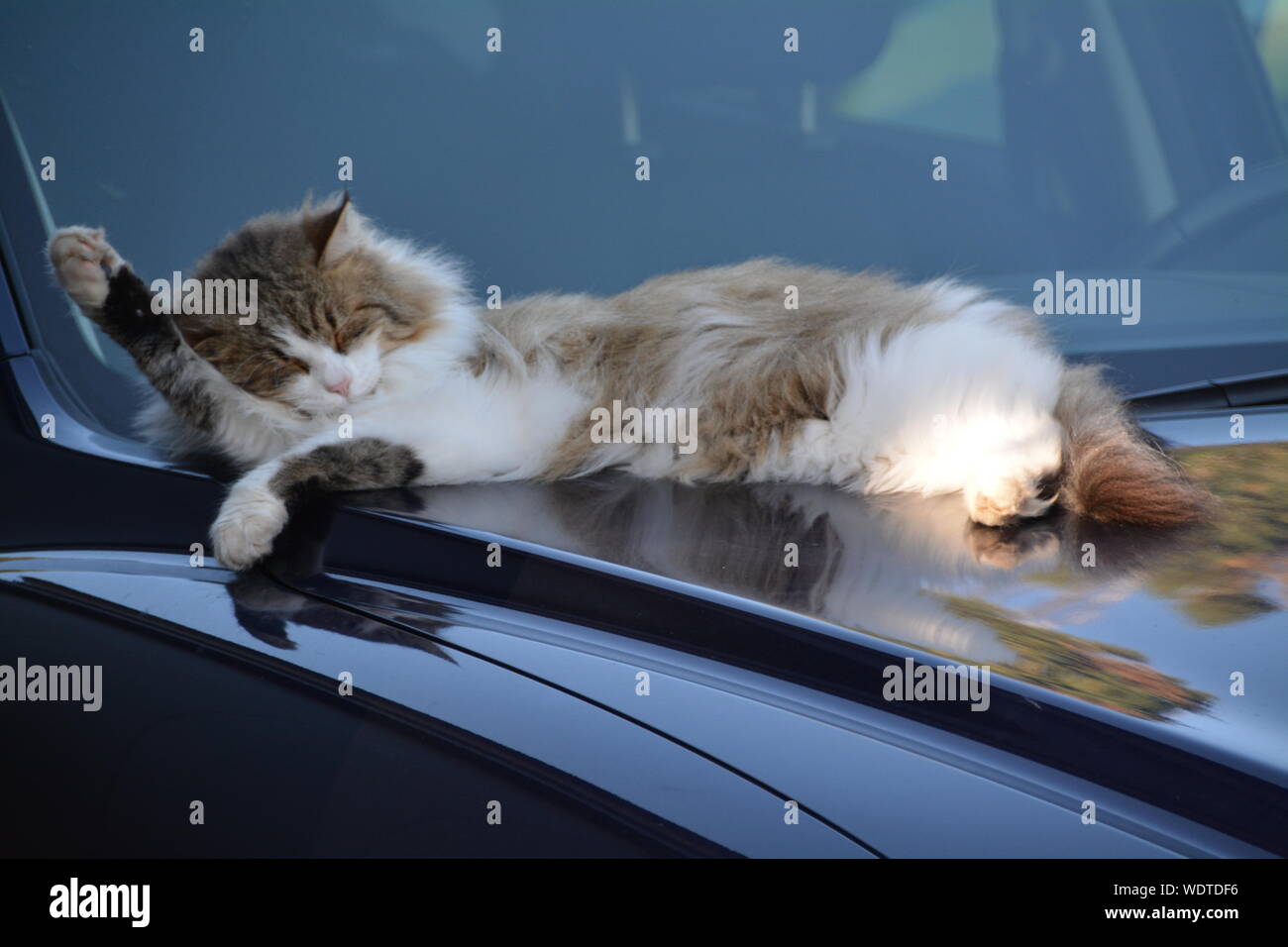 Cat Sleeping On Car Stock Photo Alamy