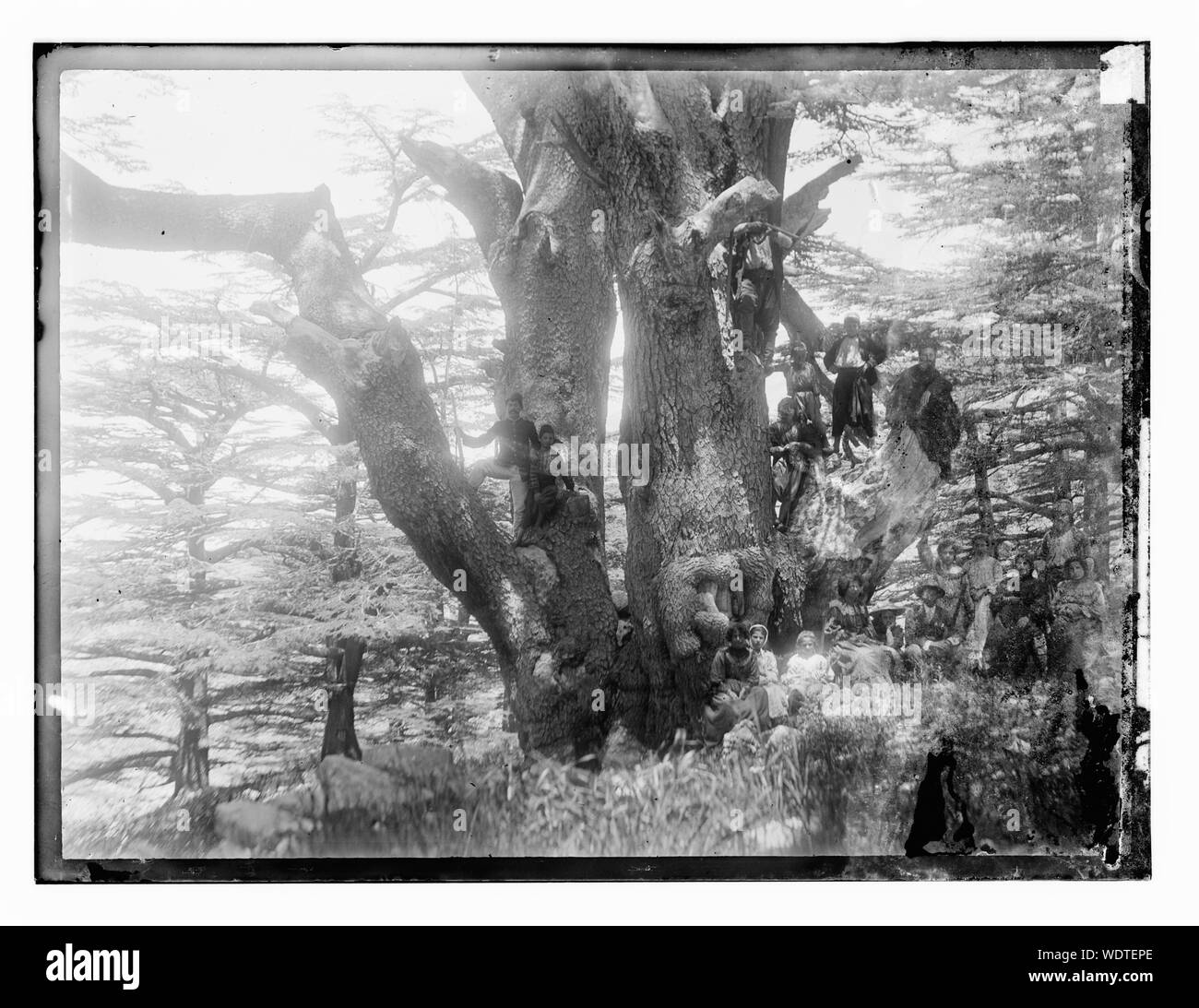 Group of people seated on and around a Cedar of Lebanon Abstract/medium: G. Eric and Edith Matson Photograph Collection Stock Photo