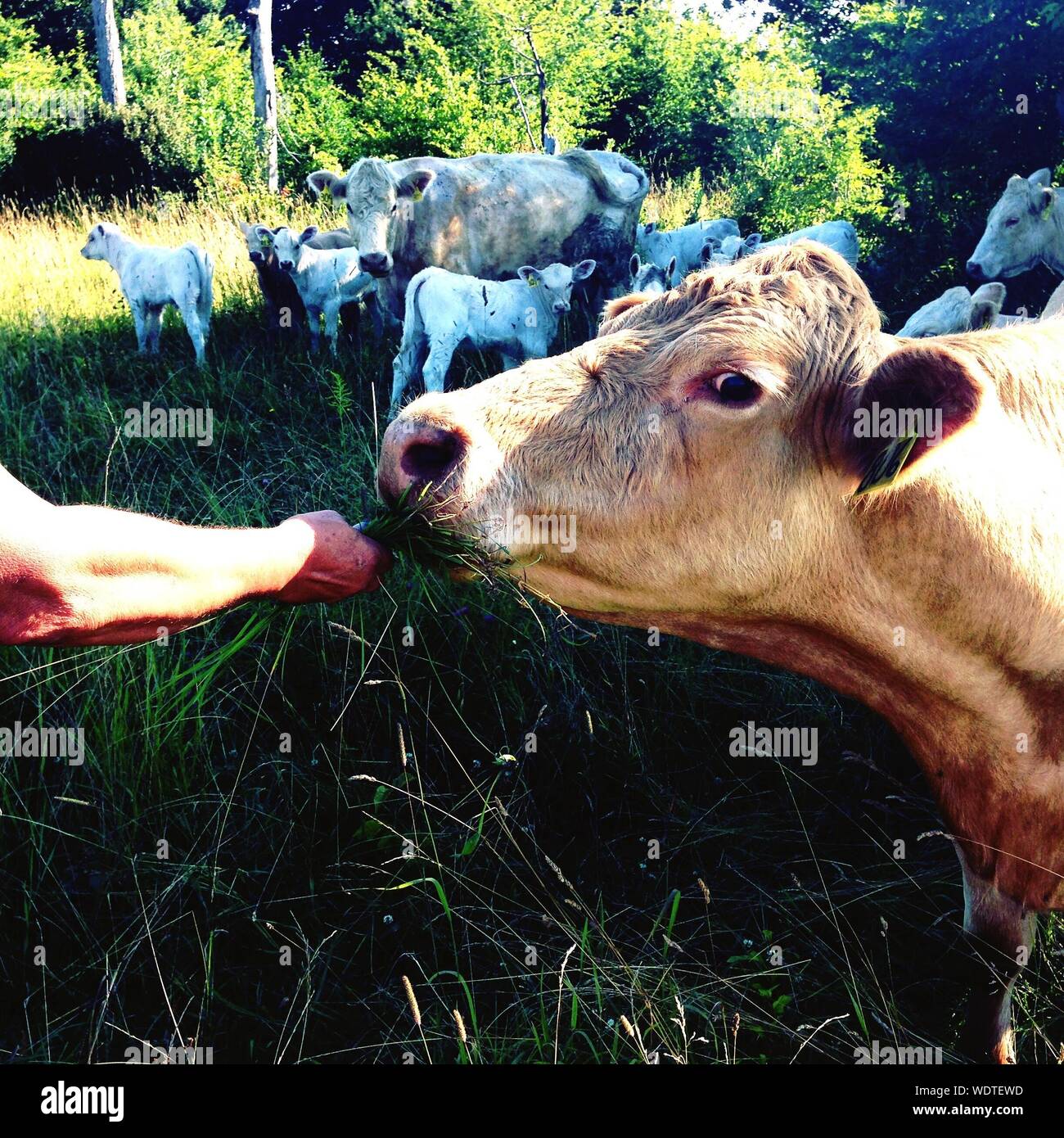 One cow feeding grass hires stock photography and images Alamy