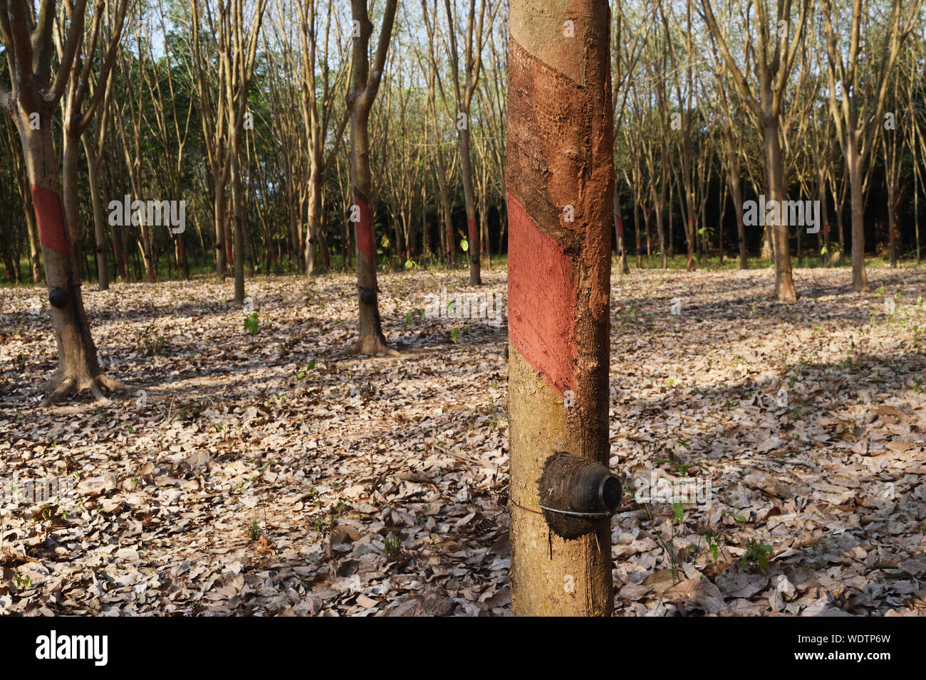 Tree trunk that has been coated with brown chemicals to prevent germs, Rubber Plantation in Thailand, Leaves turn to brown and fall to the ground Stock Photo