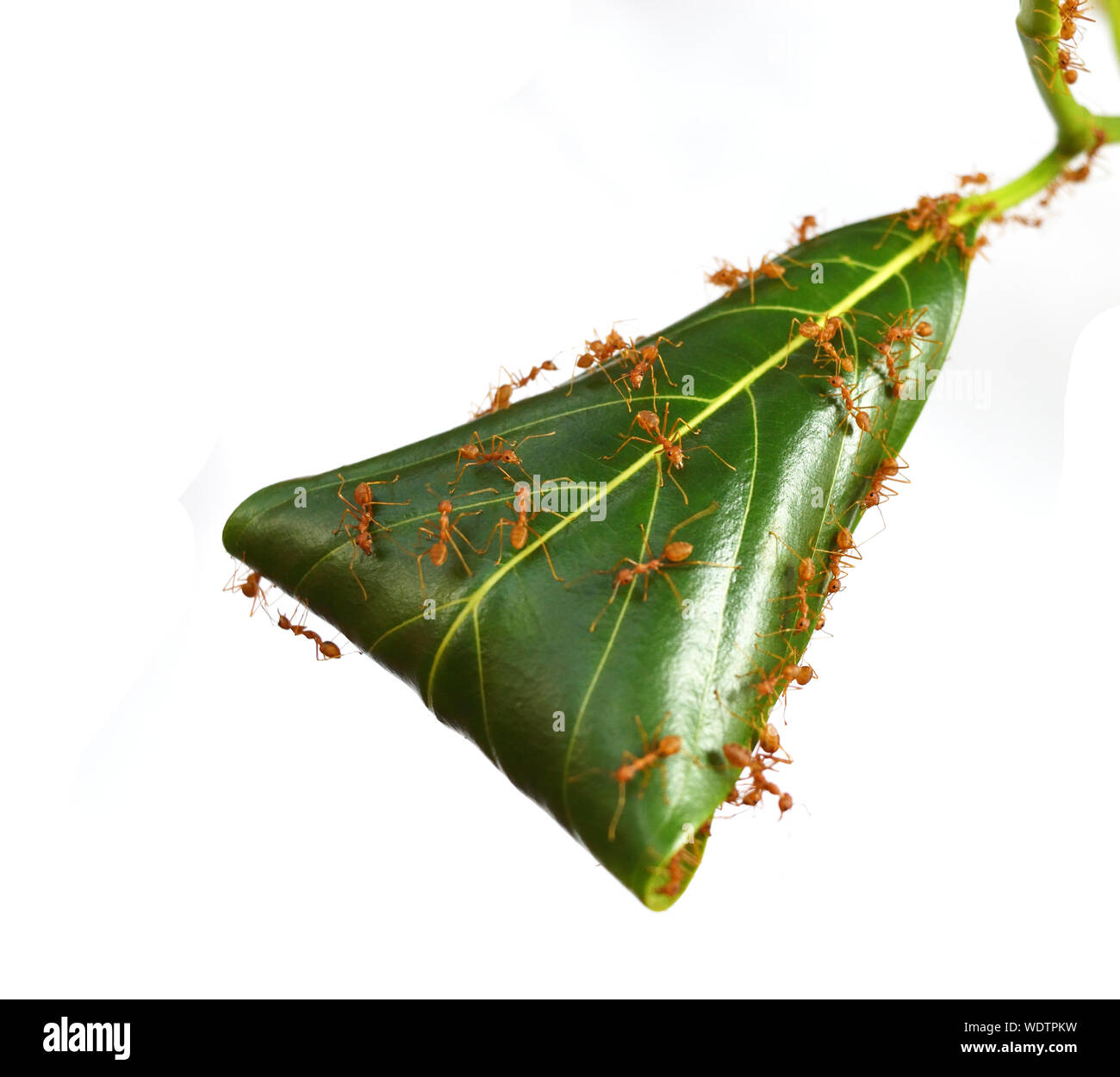 Orange gaster  or Weaver or Green tree ant herd pulling leaf to make a nest of them , Teamwork of insects, The leaves are wrapped in a triangle shape Stock Photo