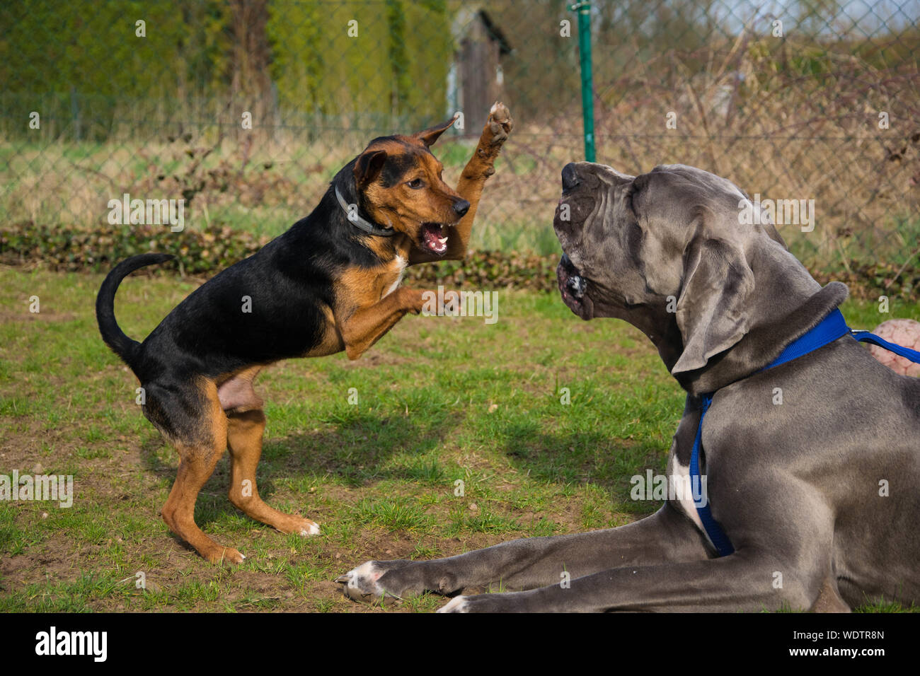 Two Dogs In Confrontation Stock Photo