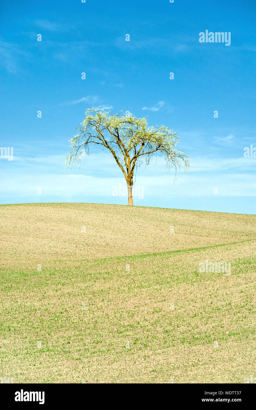 Single tree on rolling farmland Stock Photo