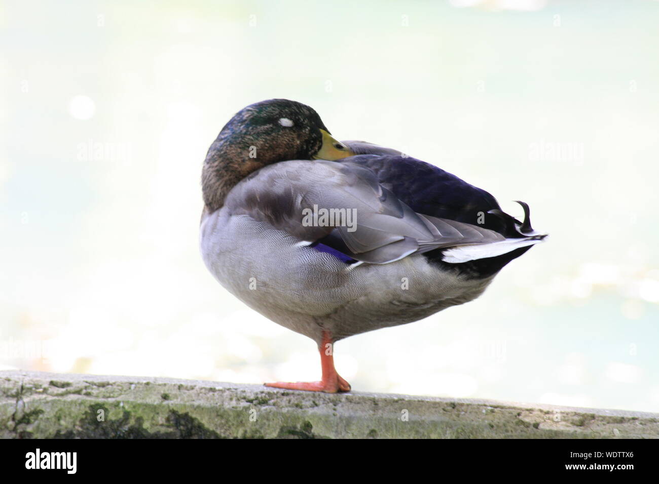 Side View Of Male Mallard Duck Sleeping On One Leg Stock Photo Alamy