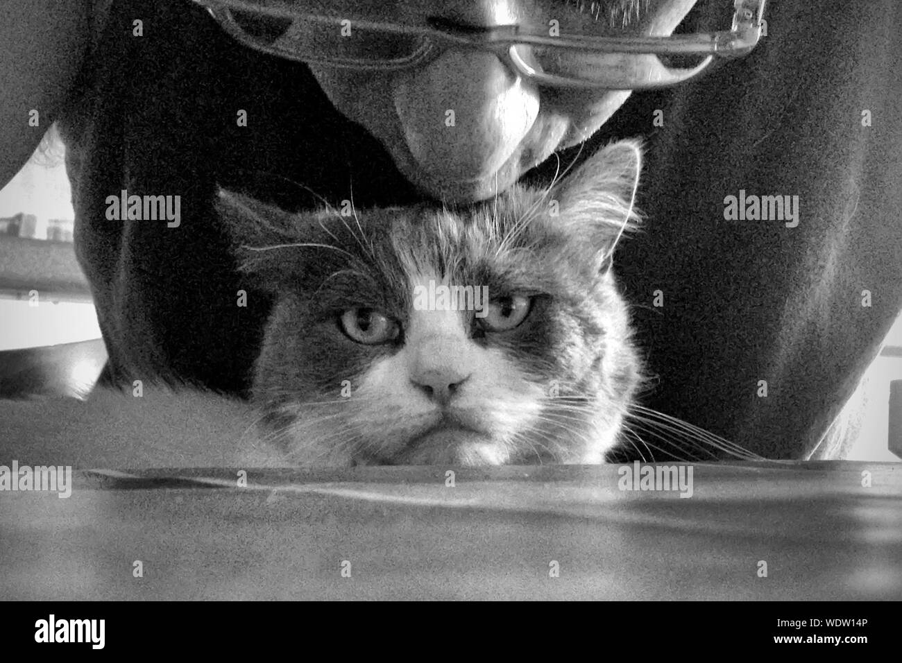Cat kissing camera hires stock photography and images Alamy