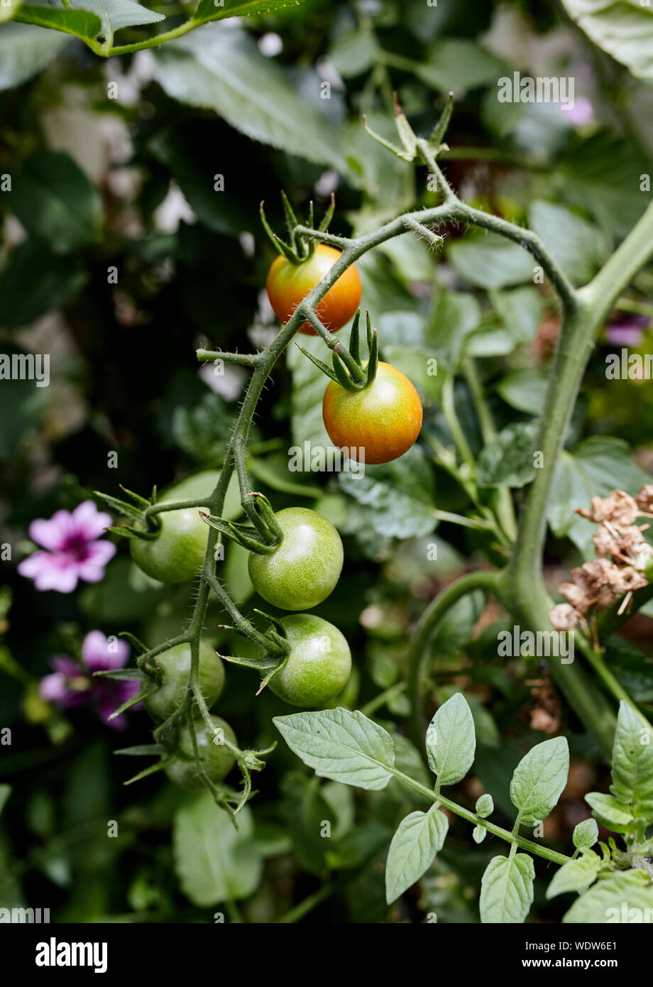 Closeup of cherry tomatoes growing on a vine in a backyard garden (Solanum lycopersicum var. cerasiforme) Stock Photo