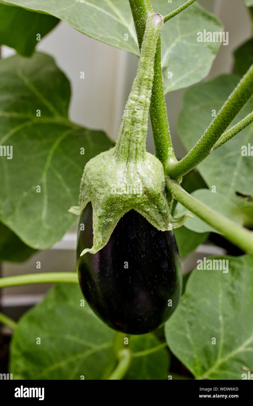 Eggplant growing on vine in a backyard home garden (Solanum Melongena