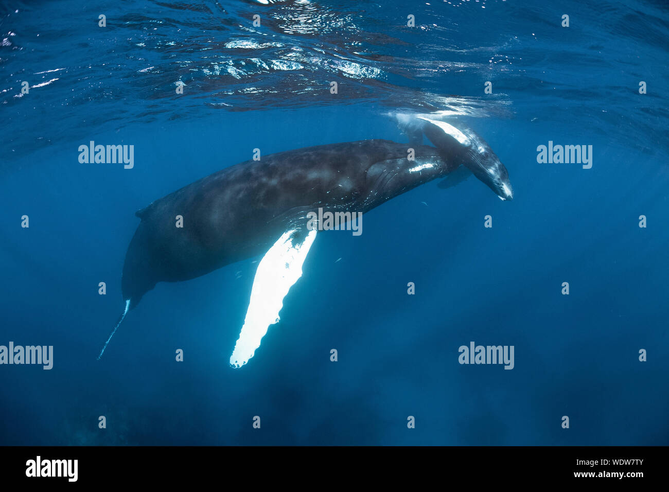 Whale mother and calf hi-res stock photography and images - Alamy