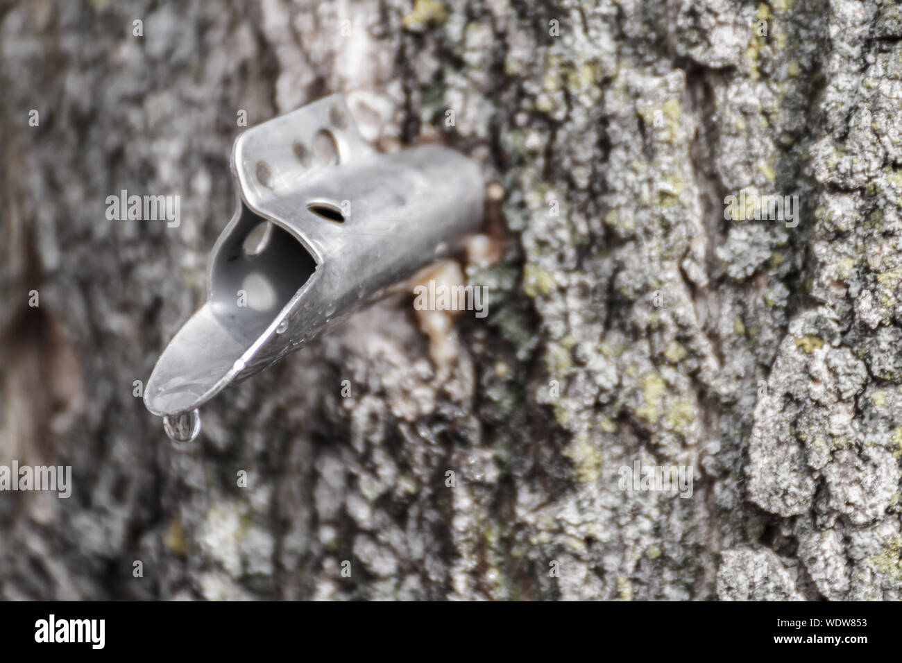 Dripping tree sap hires stock photography and images Alamy