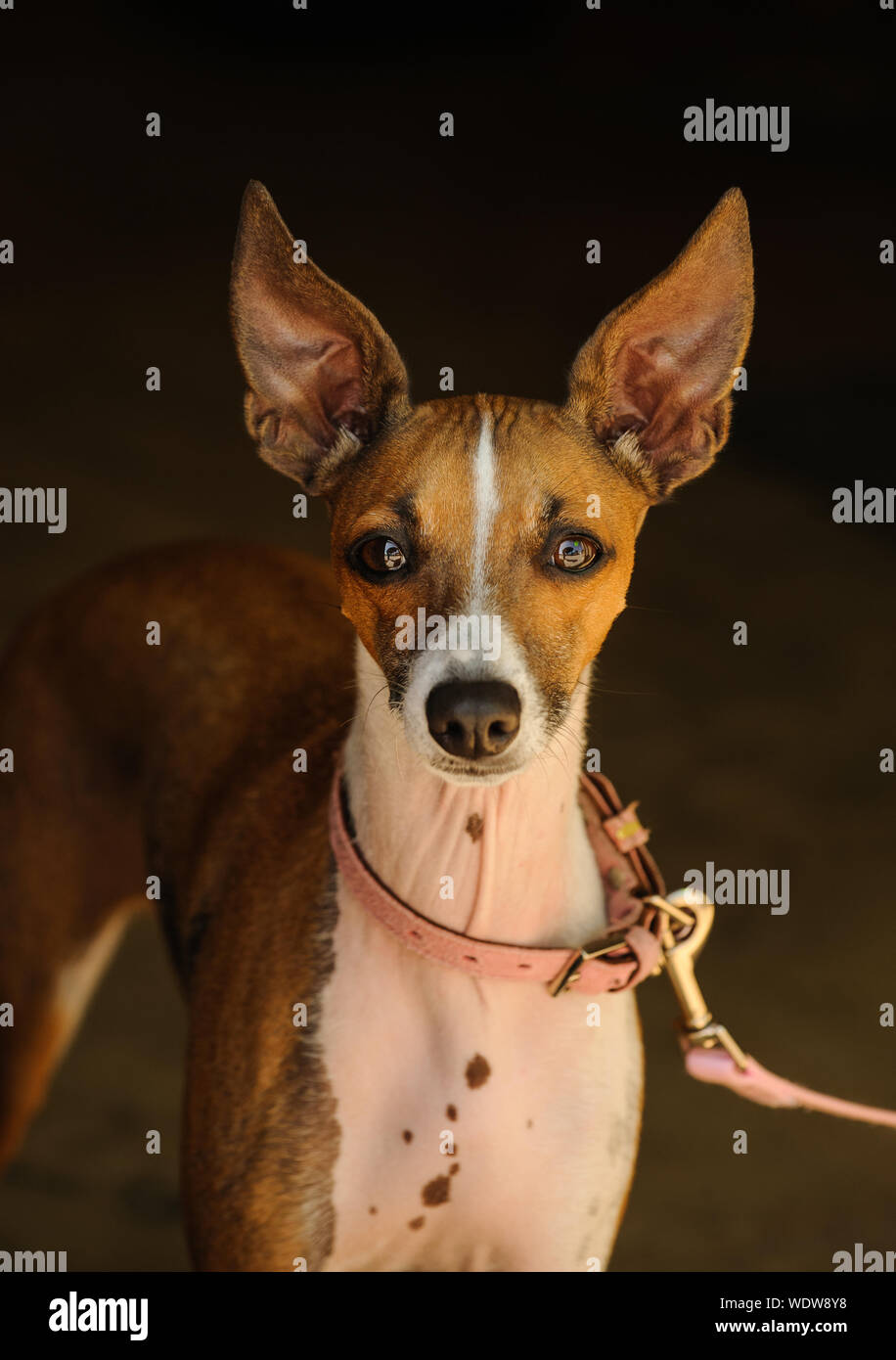 Italian Greyhound High Resolution Stock Photography and Images - Alamy
