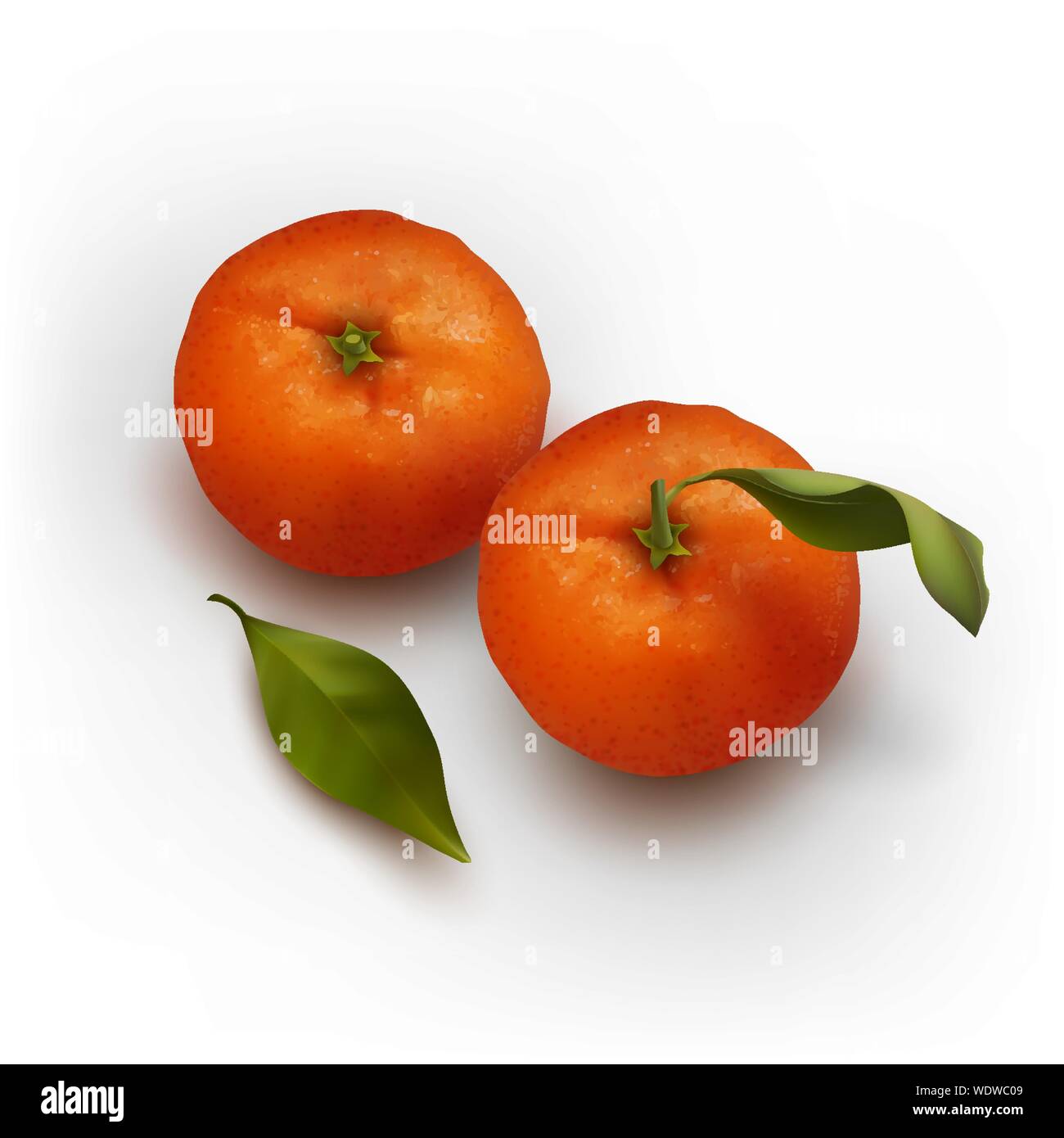 Tangerines with Leaves Stock Vector