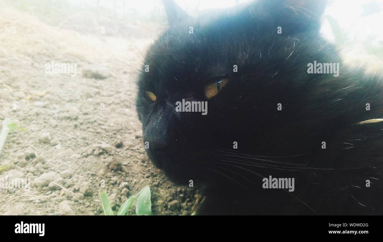 Black cat staring hires stock photography and images Alamy