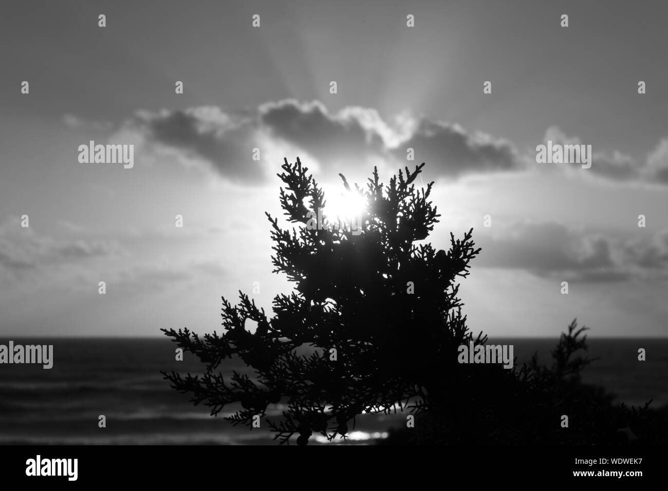 Black tree silhouette sunset Black and White Stock Photos & Images - Alamy