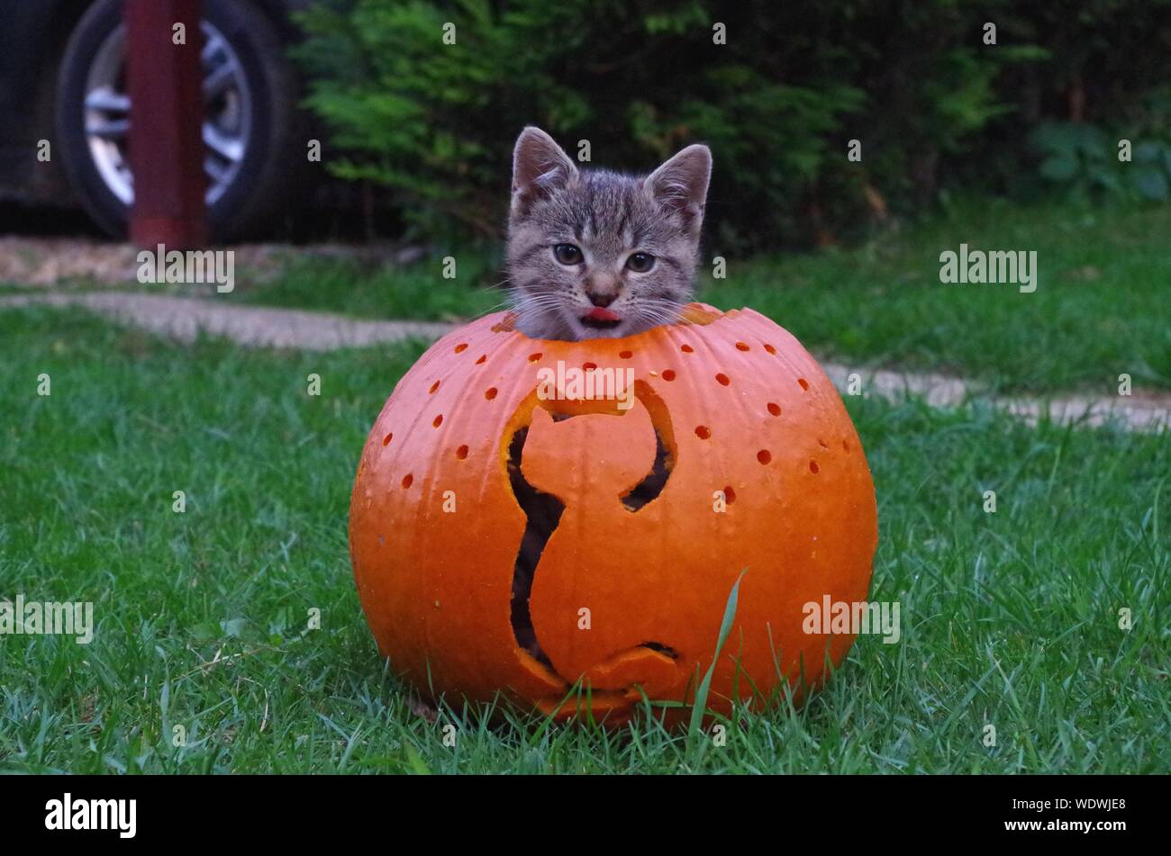 cat with pumpkin