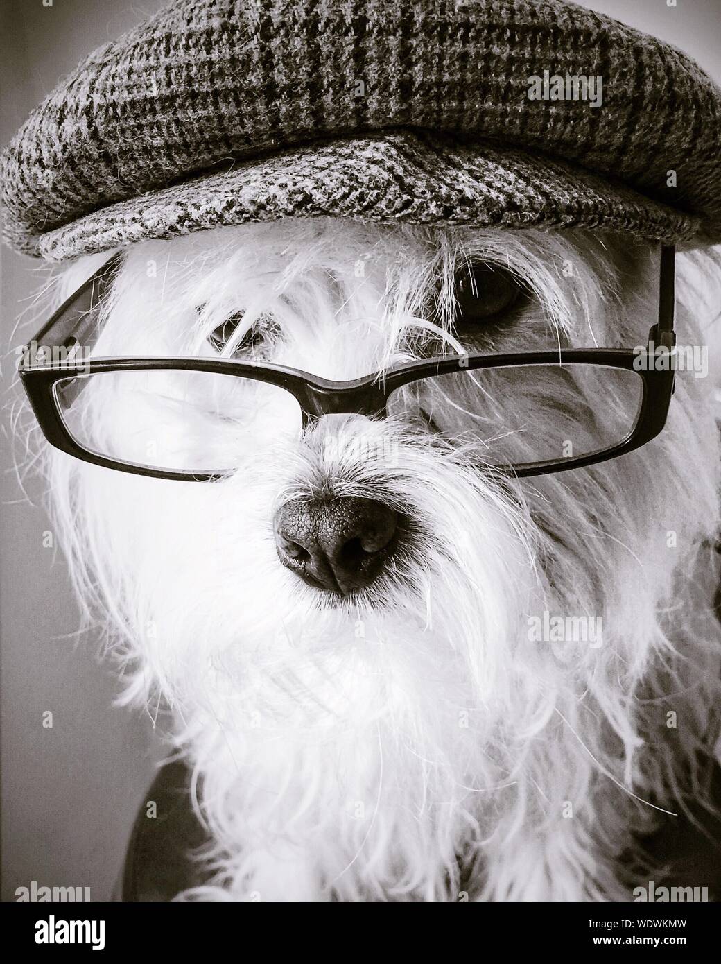 Dog in flat cap hires stock photography and images Alamy