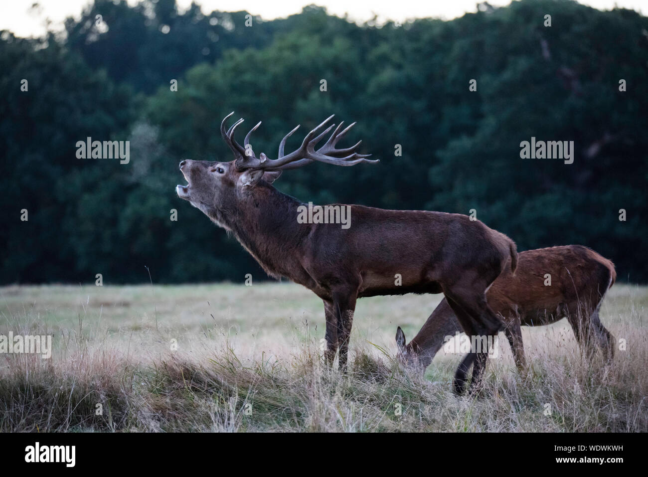 Red Deer Bellowing While Standing On Grassy Field Stock Photo