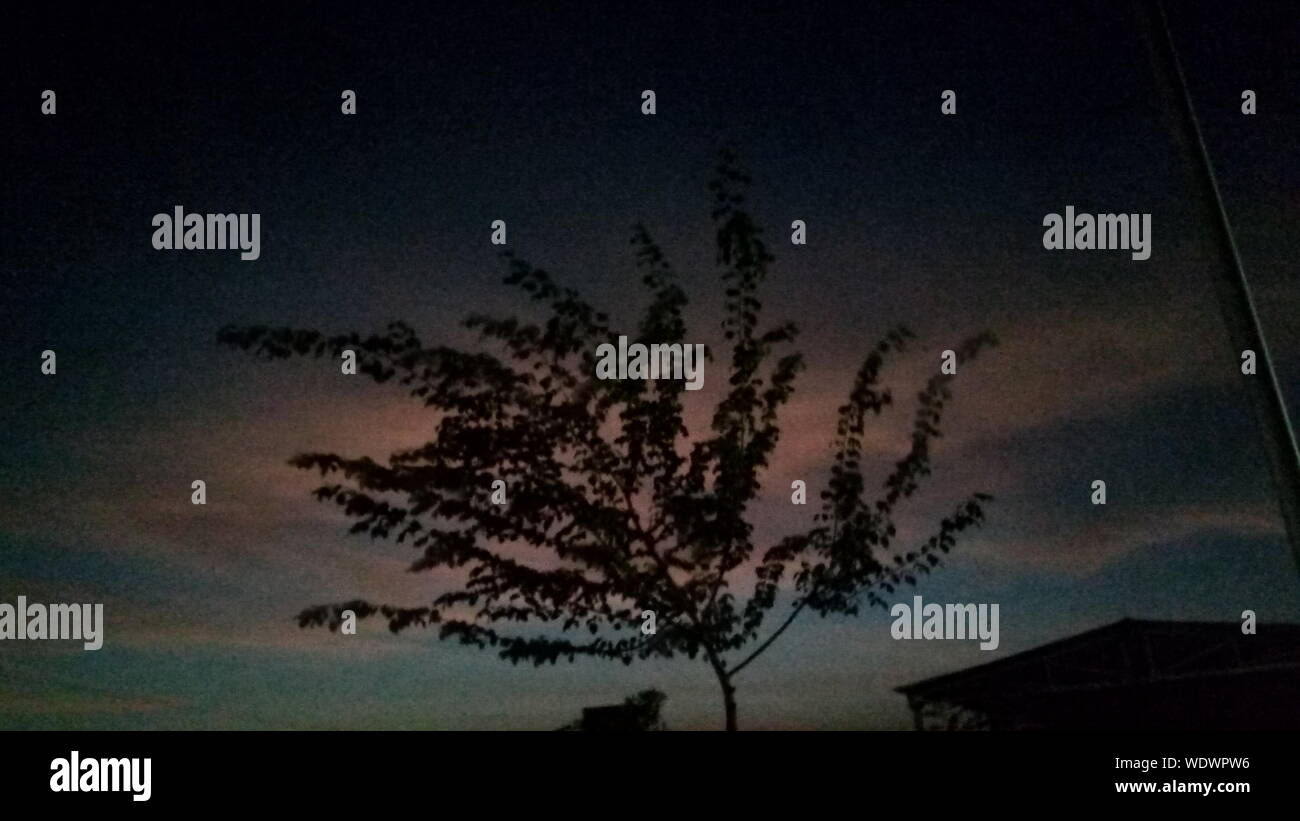 Tree silhouette night sky hi-res stock photography and images - Alamy