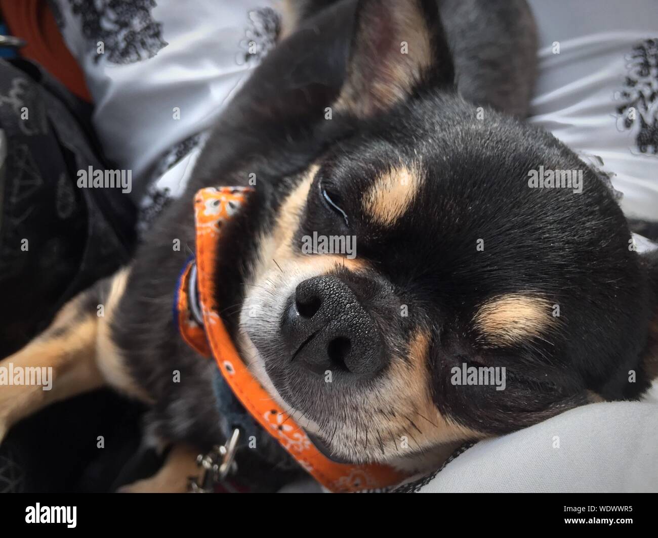 Dog sleeping in car hires stock photography and images Alamy