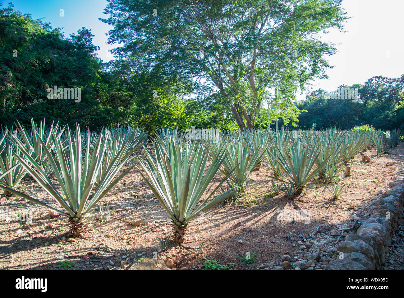 Agave farm in Mexico Stock Photo