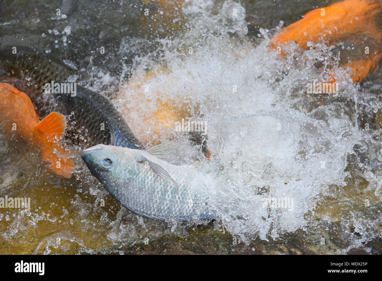 Tilapia farm hires stock photography and images Alamy