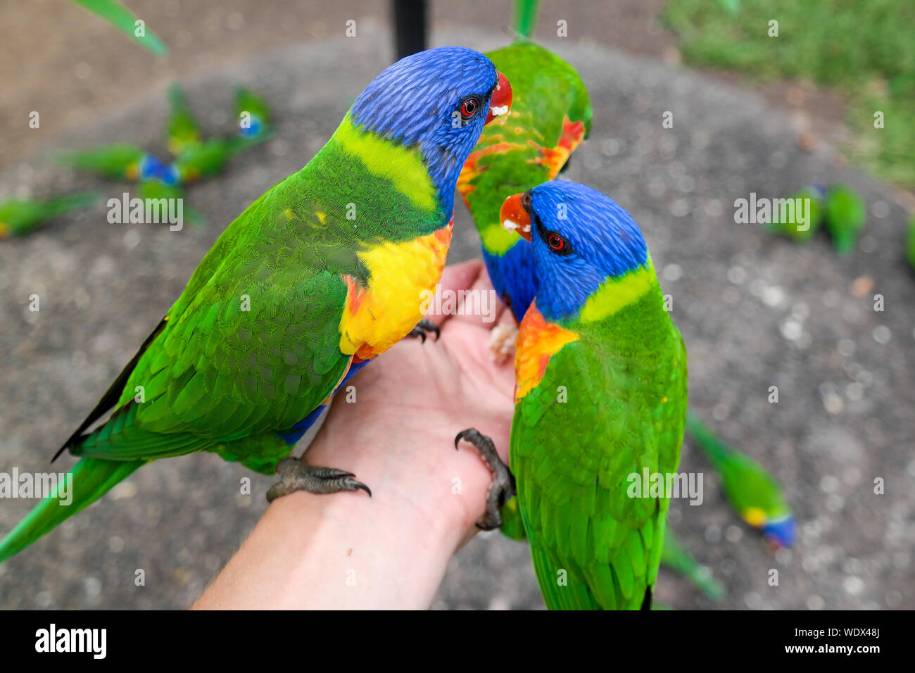 Cropped Image Of Hand Feeding Rainbow Lorikeets Stock Photo