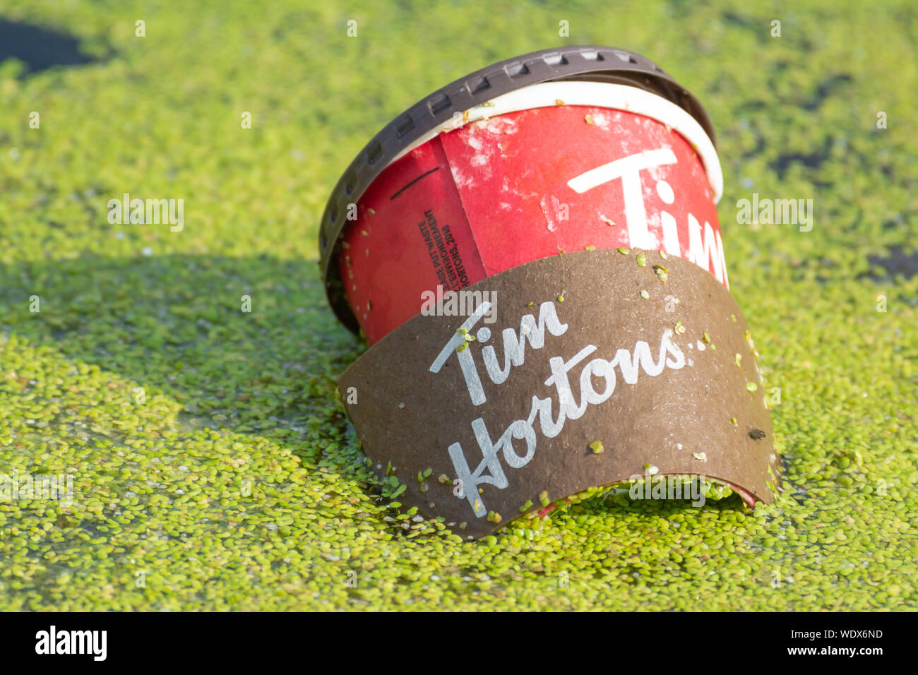 A discarded beverage cup floating in a wetland in the Lois Hole Provincial Park in Alberta Canada Stock Photo