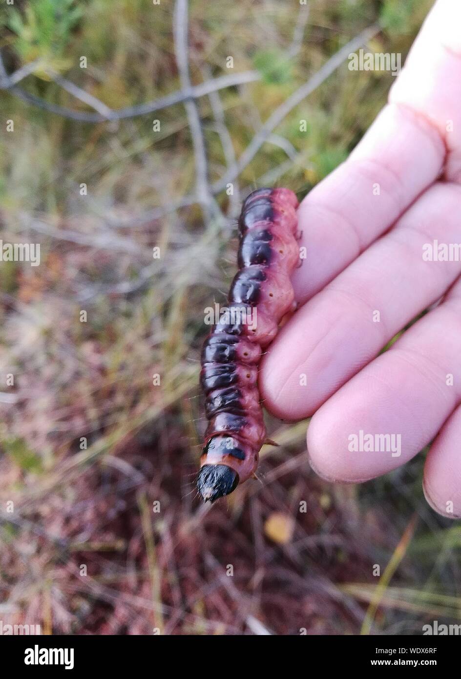 Caterpillar on hand hi-res stock photography and images - Alamy