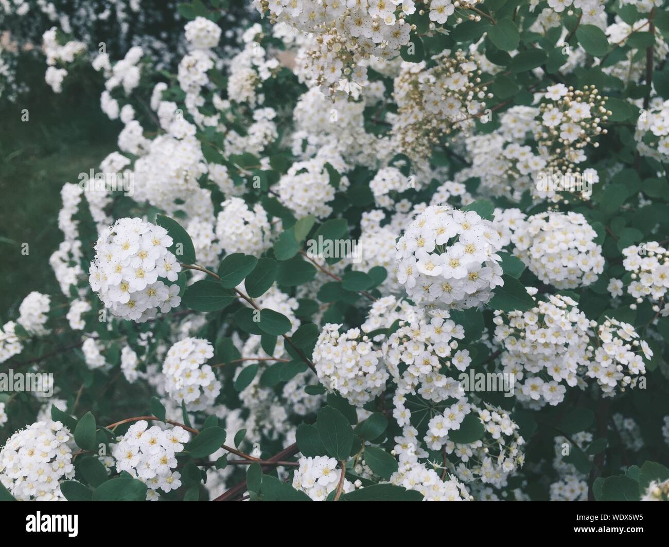 White Yarrow Flowers Stock Photo