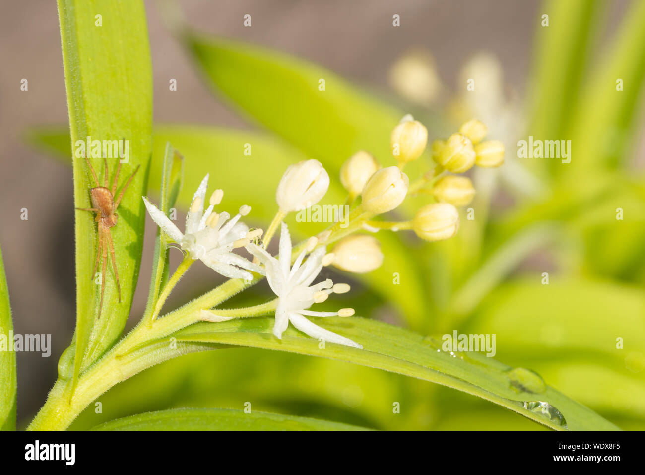 A star-flowered Solomon's seal bloom with a crab spider, Philodromus rufus, waiting for prey in Central Alberta, Canada Stock Photo
