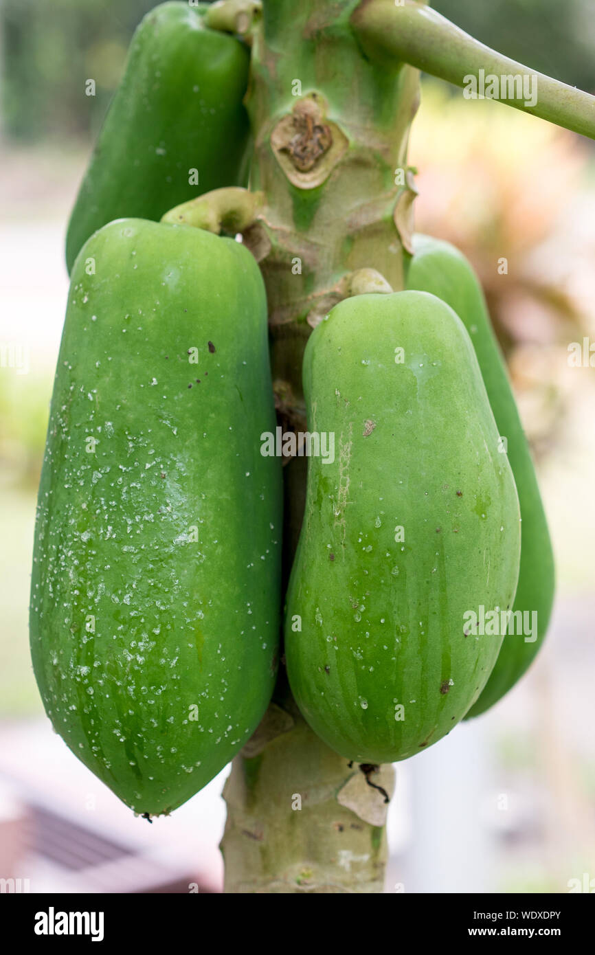 Papayas on tree hires stock photography and images Alamy