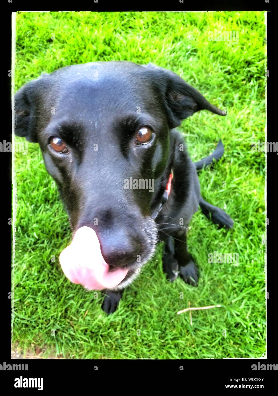 Why Do Dogs Lick Noses