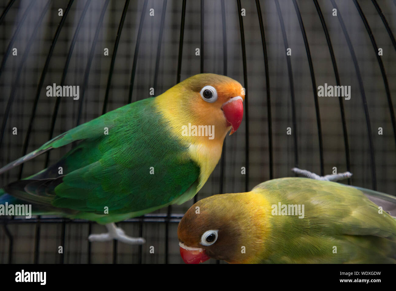 Closeup Of Parakeets In Cage Stock Photo Alamy