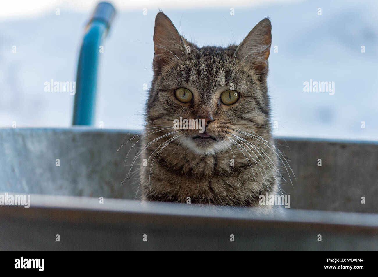 Domestic cat wheelbarrow hi-res stock photography and images - Alamy