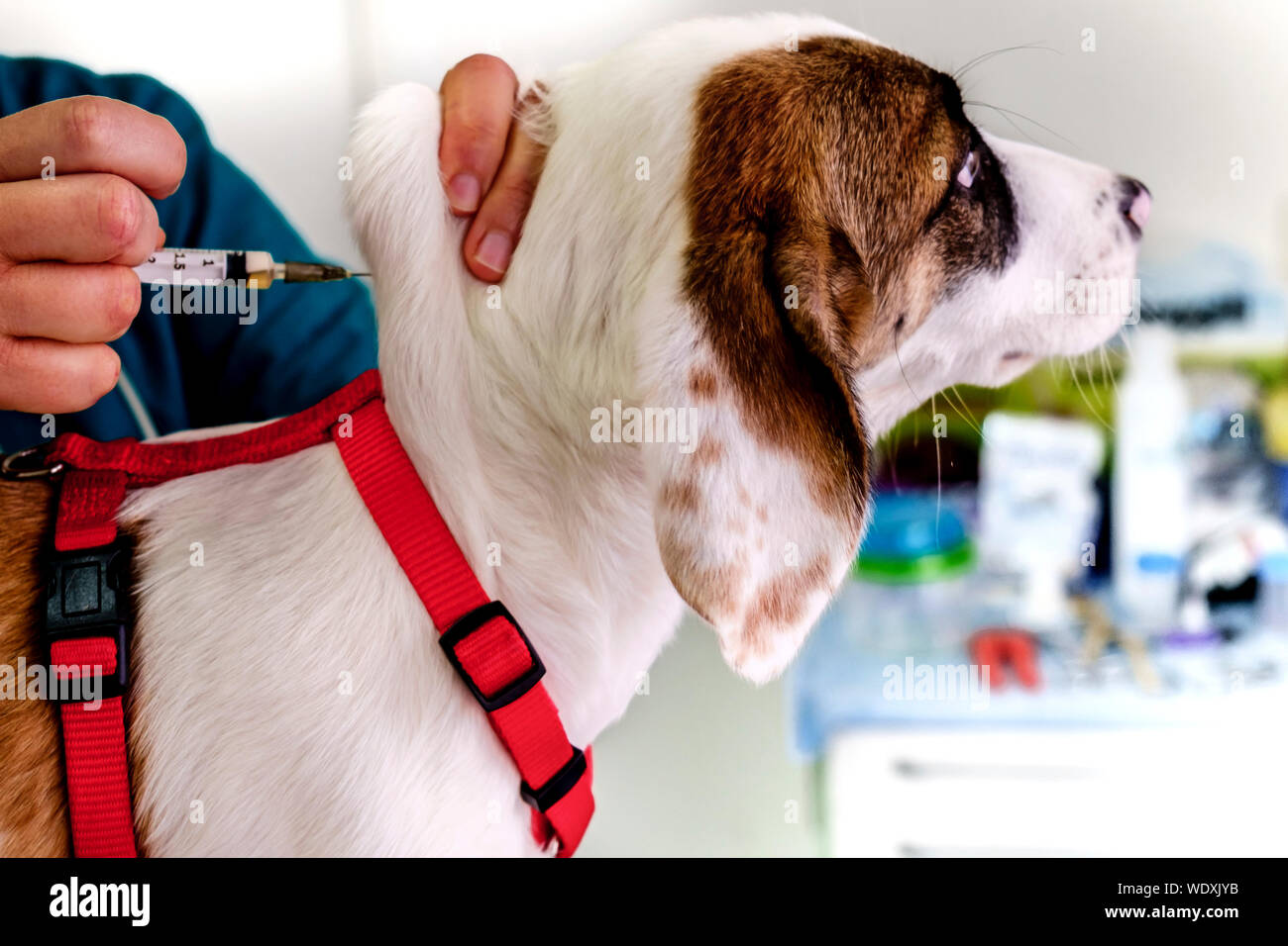 Veterinarian Vaccinating Dog In Clinic Stock Photo