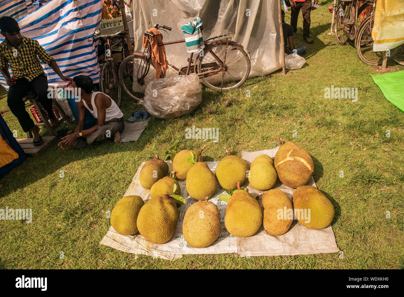 Fruits,ripe ,jackfruits,a favourite item,to buy,by,Ratha fair,visitors,a heritage,practice,Baripur,Ratha,mela,South 24,Parganas, West Bengal,India. Stock Photo