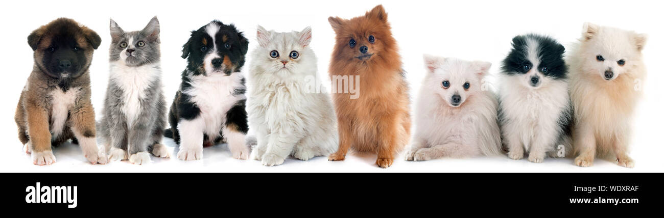 fuciderm for dogs
