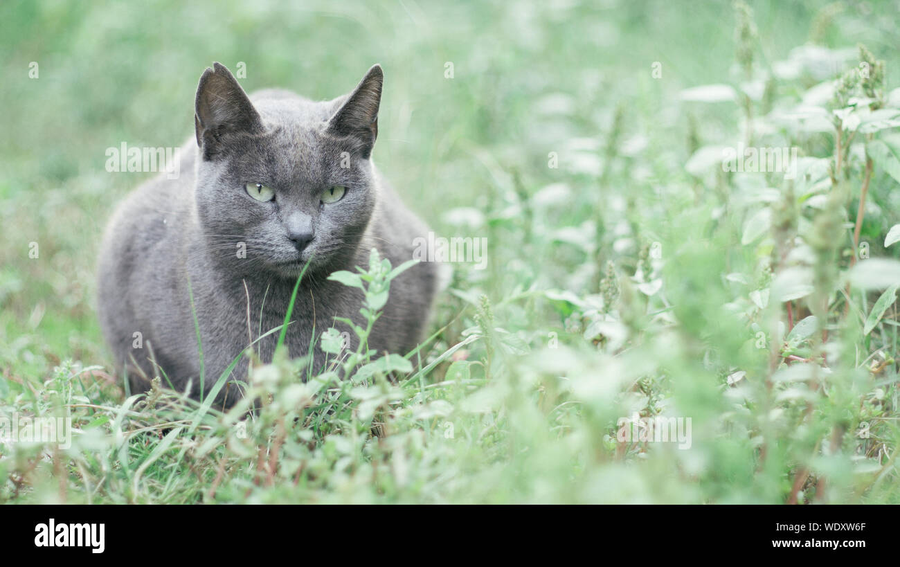 Shorthair Cat On Field Stock Photo