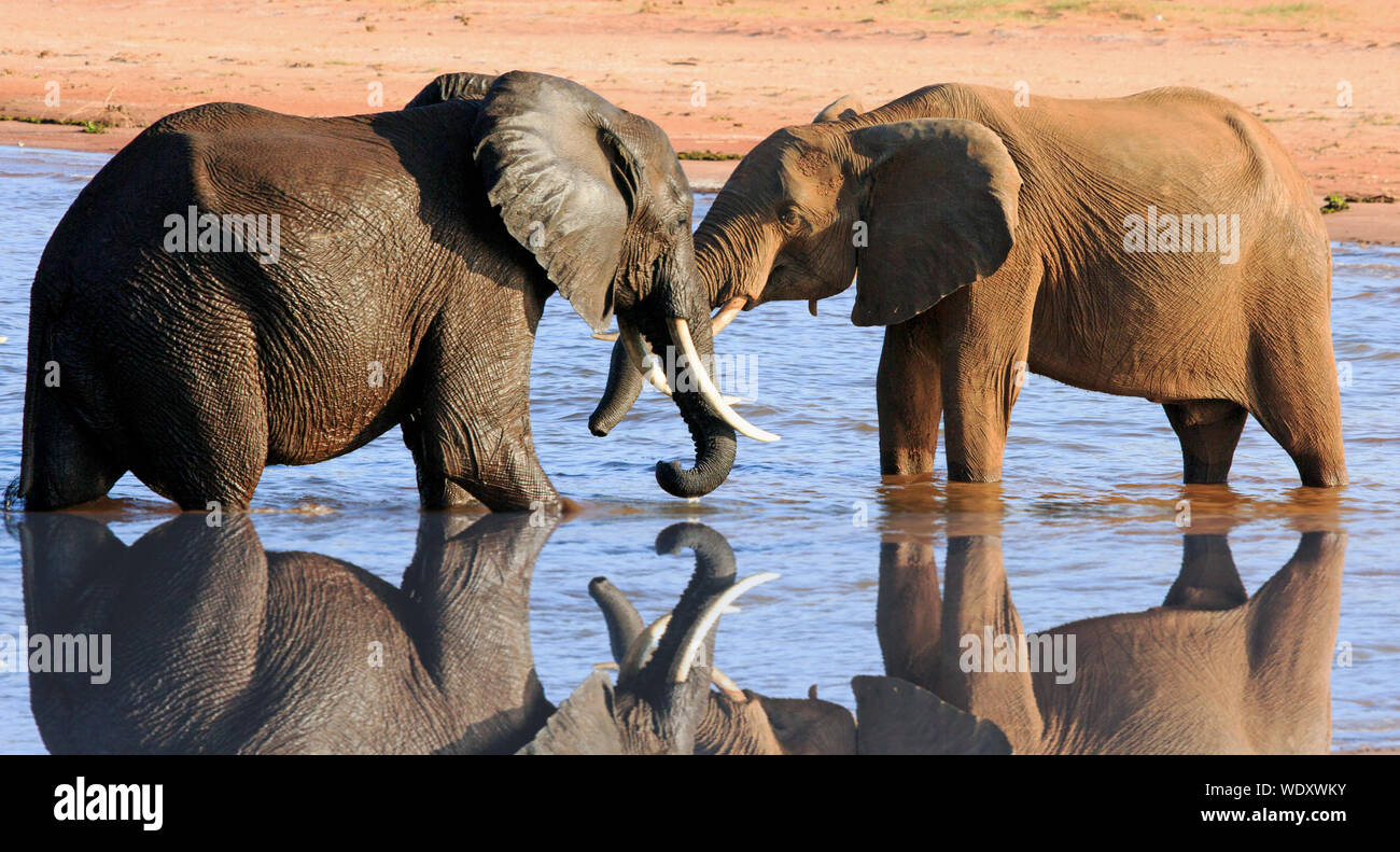 Two elephants in water hires stock photography and images Alamy